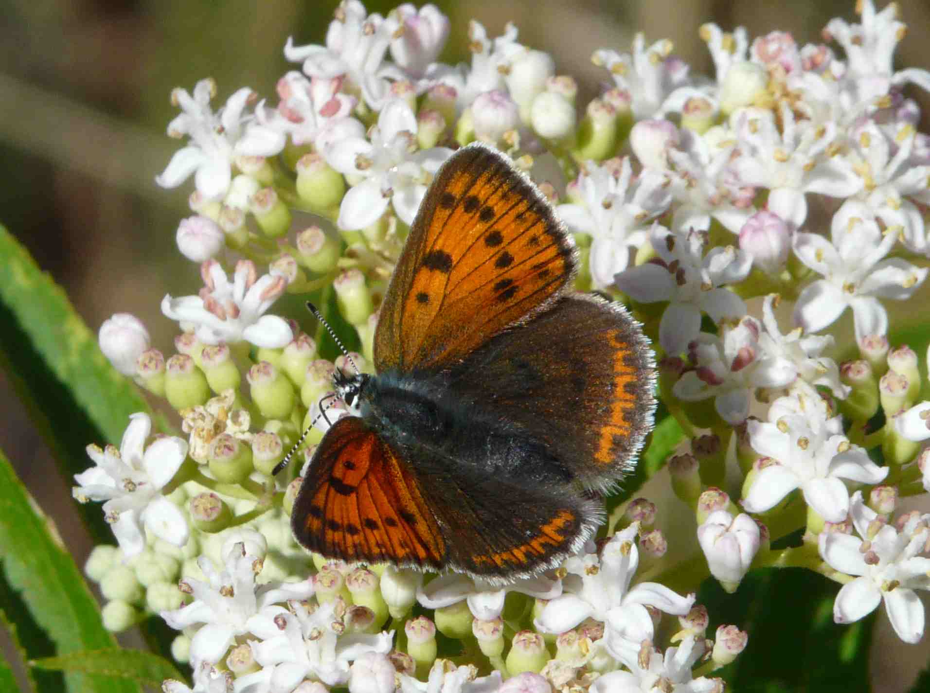 Lycaena italica? Si (o hippothoe) ♀